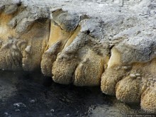 Альбом отзыва ""Живые" источники окраин Geyser Hill в Йеллоустонском Н.П."