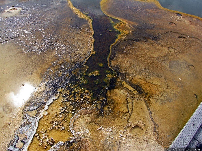 Альбом отзыва ""Живые" источники окраин Geyser Hill в Йеллоустонском Н.П."