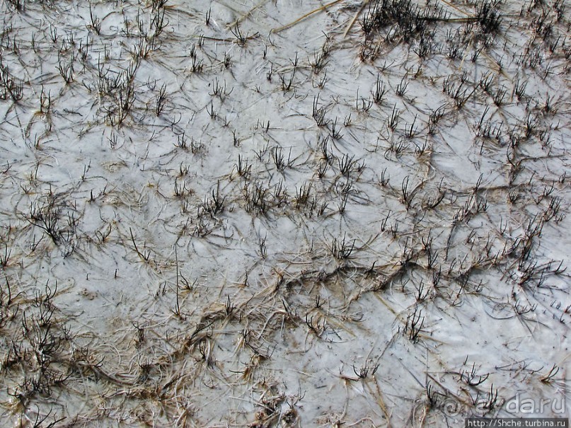 "Живые" источники окраин Geyser Hill в Йеллоустонском Н.П.