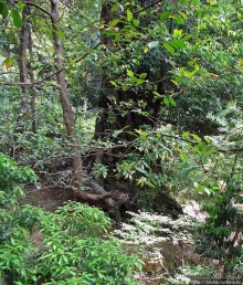 Кинкаку-дзи (Золотой павильон) в Киото и зеркальный водоем
