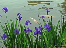 Альбом отзыва "Кинкаку-дзи (Золотой павильон) в Киото и зеркальный водоем"