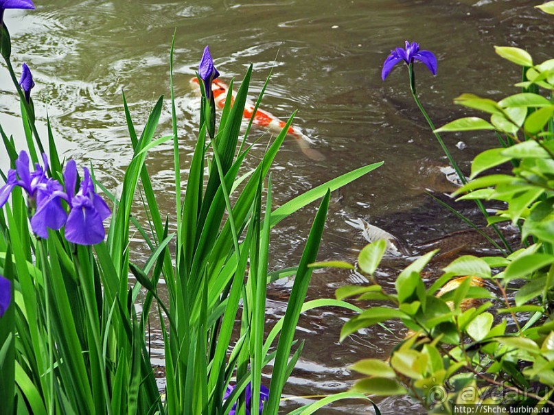 Кинкаку-дзи (Золотой павильон) в Киото и зеркальный водоем