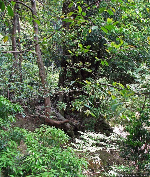 Кинкаку-дзи (Золотой павильон) в Киото и зеркальный водоем