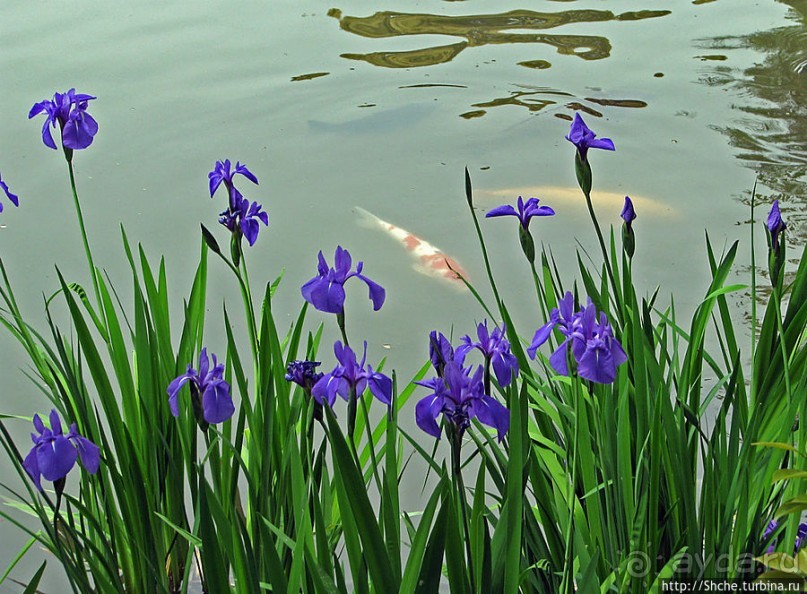 Кинкаку-дзи (Золотой павильон) в Киото и зеркальный водоем