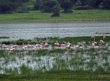 Розовые фламинго в заповеднике на озере Munyanyange
