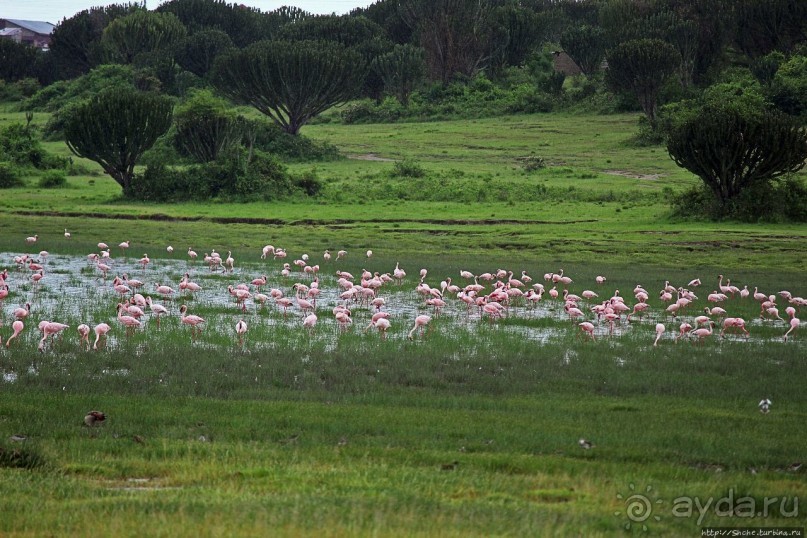 Розовые фламинго в заповеднике на озере Munyanyange