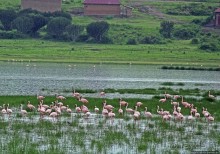Розовые фламинго в заповеднике на озере Munyanyange
