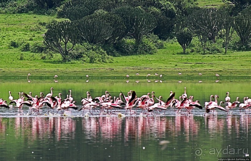 Розовые фламинго в заповеднике на озере Munyanyange