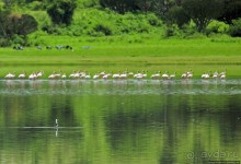 Розовые фламинго в заповеднике на озере Munyanyange