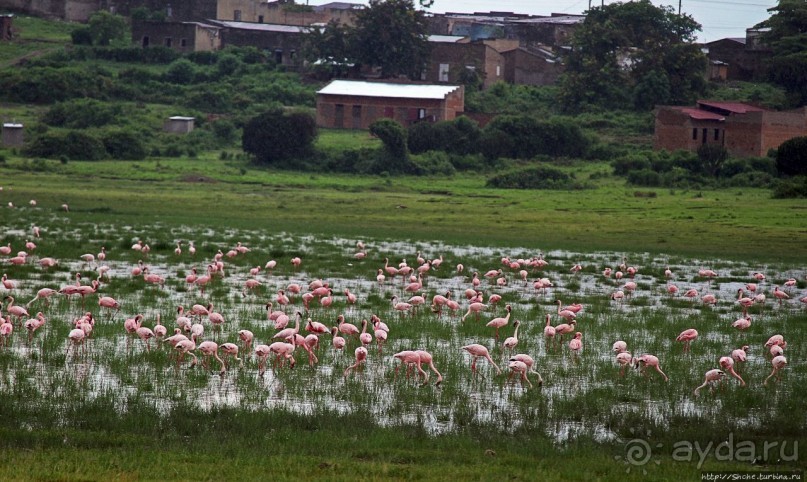 Розовые фламинго в заповеднике на озере Munyanyange