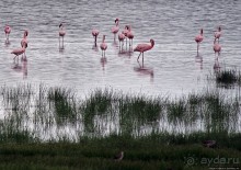 Розовые фламинго в заповеднике на озере Munyanyange