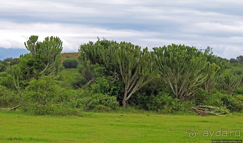 Розовые фламинго в заповеднике на озере Munyanyange