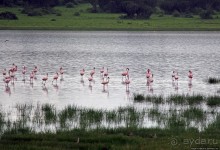 Розовые фламинго в заповеднике на озере Munyanyange