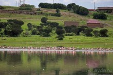 Розовые фламинго в заповеднике на озере Munyanyange