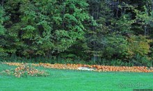В гостях у Радуги. Вермонт к празднику Хэллоуин готов