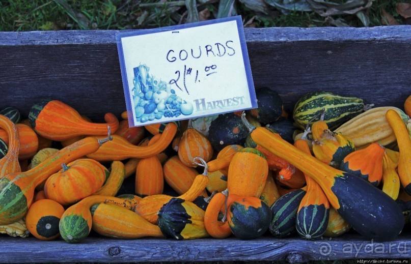 В гостях у Радуги. Вермонт к празднику Хэллоуин готов