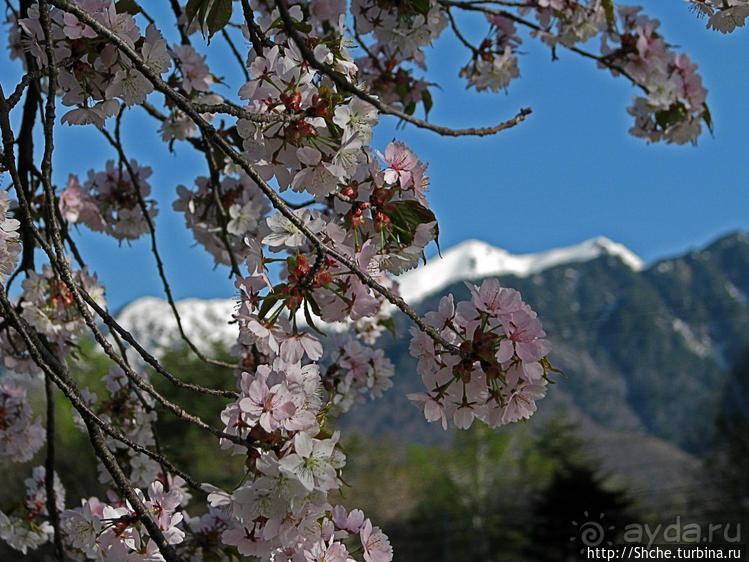 В Японии тоже есть Альпы! Какие-какие? Японские