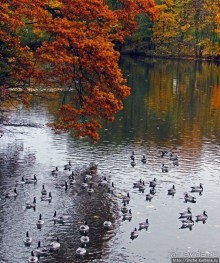 Золотая осень в Норвегии. Раскрашенная столица Осло