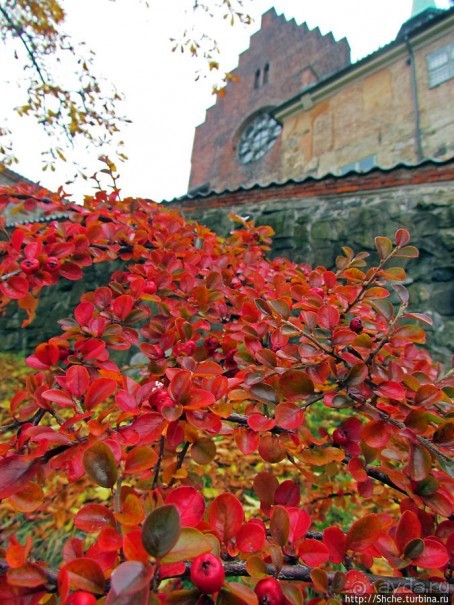 Золотая осень в Норвегии. Раскрашенная столица Осло