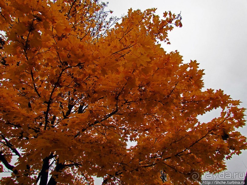 Золотая осень в Норвегии. Раскрашенная столица Осло