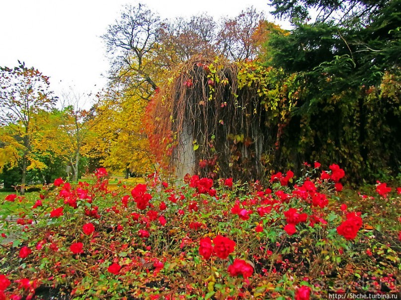 Золотая осень в Норвегии. Раскрашенная столица Осло