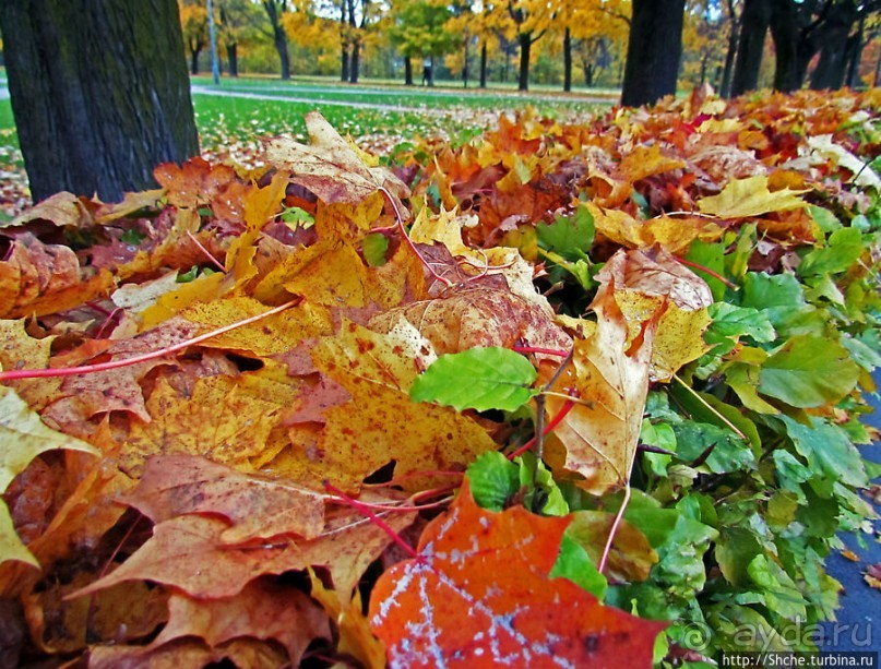 Золотая осень в Норвегии. Раскрашенная столица Осло