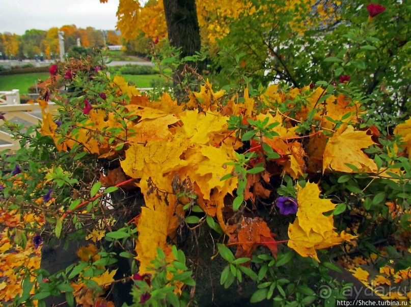 Золотая осень в Норвегии. Раскрашенная столица Осло