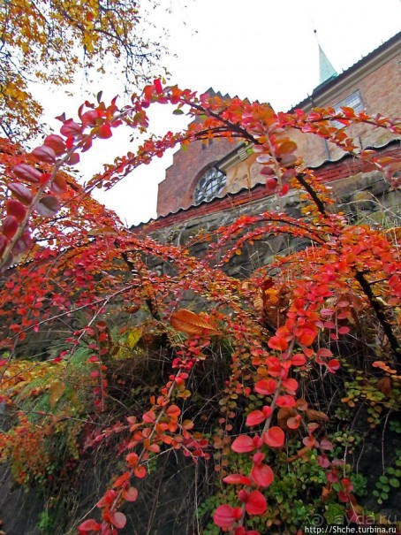 Золотая осень в Норвегии. Раскрашенная столица Осло