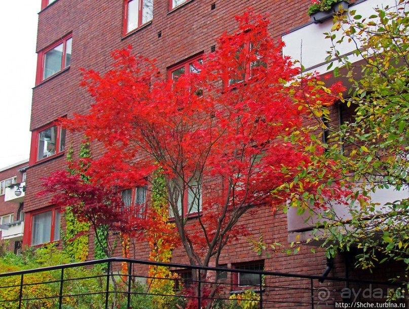 Золотая осень в Норвегии. Раскрашенная столица Осло