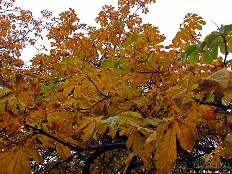 Золотая осень в Норвегии. Раскрашенная столица Осло