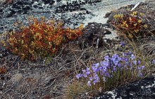 ЗаМораживающее зрелище