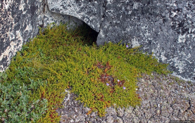 ЗаМораживающее зрелище