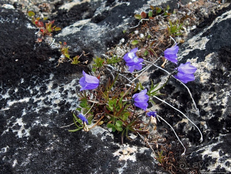 ЗаМораживающее зрелище