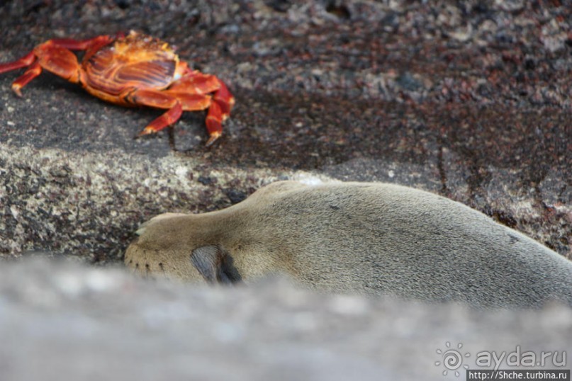 Галапагосы. Увертюра. Жизнь одного причала