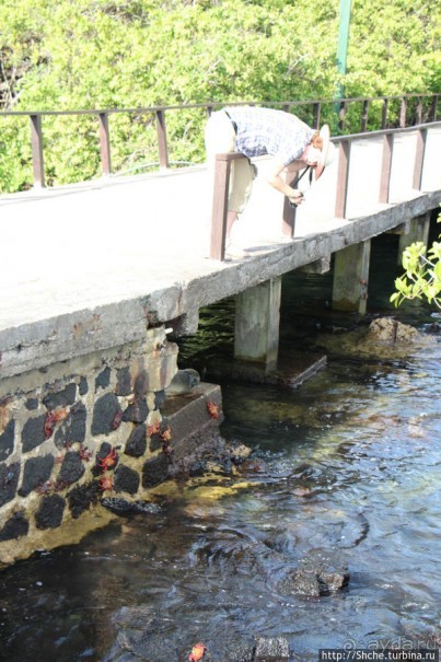 Галапагосы. Увертюра. Жизнь одного причала