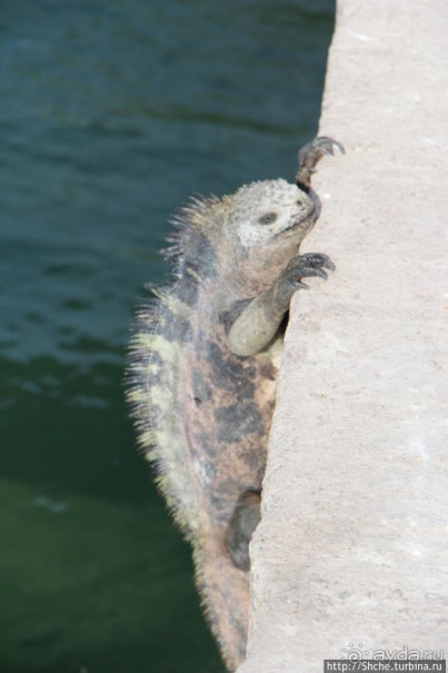 Галапагосы. Увертюра. Жизнь одного причала