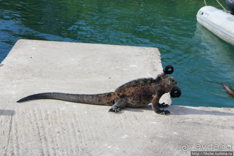 Галапагосы. Увертюра. Жизнь одного причала