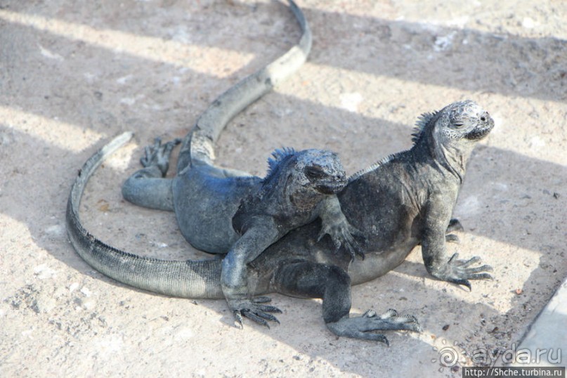 Галапагосы. Увертюра. Жизнь одного причала