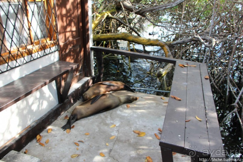 Галапагосы. Увертюра. Жизнь одного причала