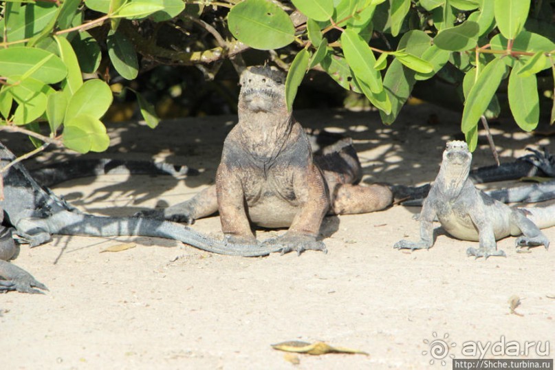 Галапагосы. Увертюра. Жизнь одного причала