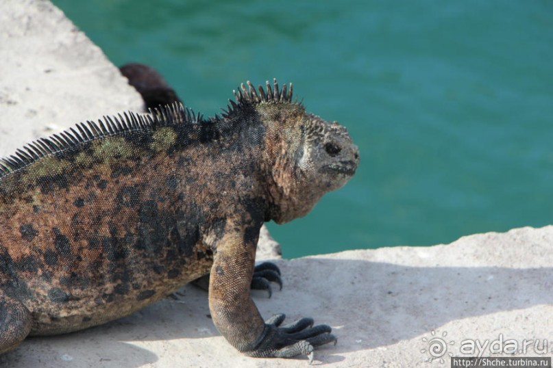 Галапагосы. Увертюра. Жизнь одного причала