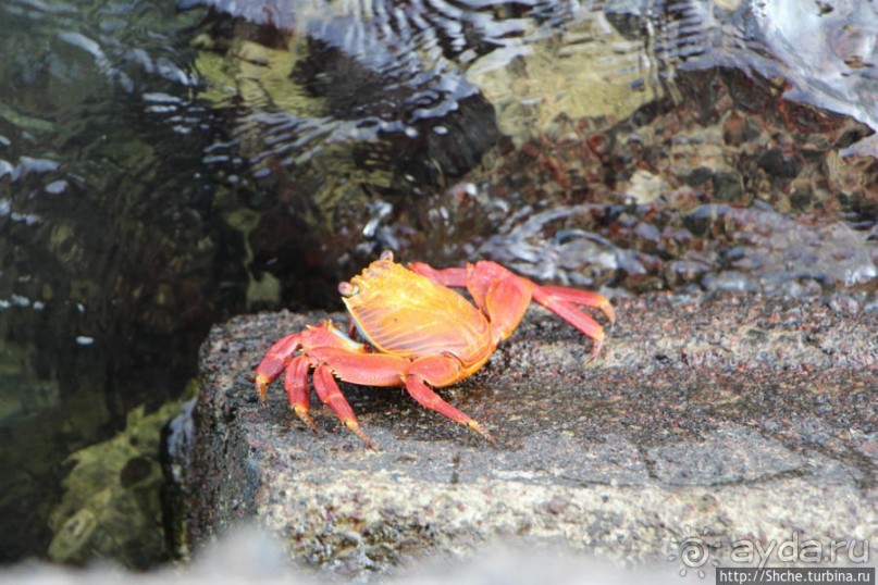 Галапагосы. Увертюра. Жизнь одного причала