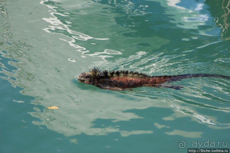 Галапагосы. Увертюра. Жизнь одного причала