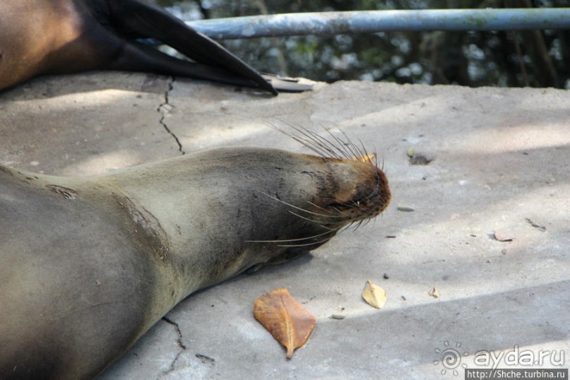 Галапагосы. Увертюра. Жизнь одного причала
