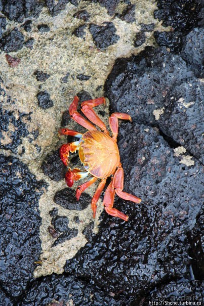 Галапагосы. Увертюра. Жизнь одного причала