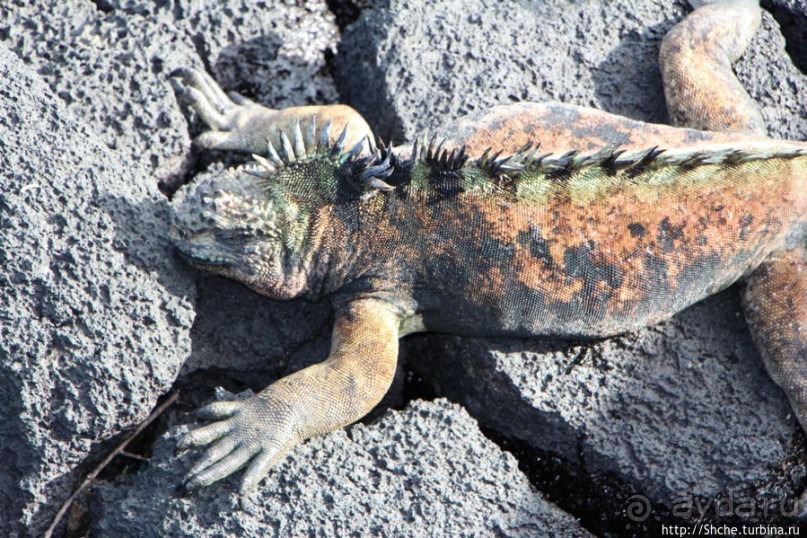 Галапагосы. Увертюра. Жизнь одного причала