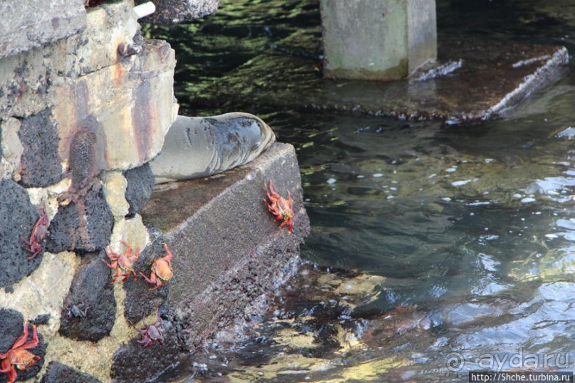 Галапагосы. Увертюра. Жизнь одного причала