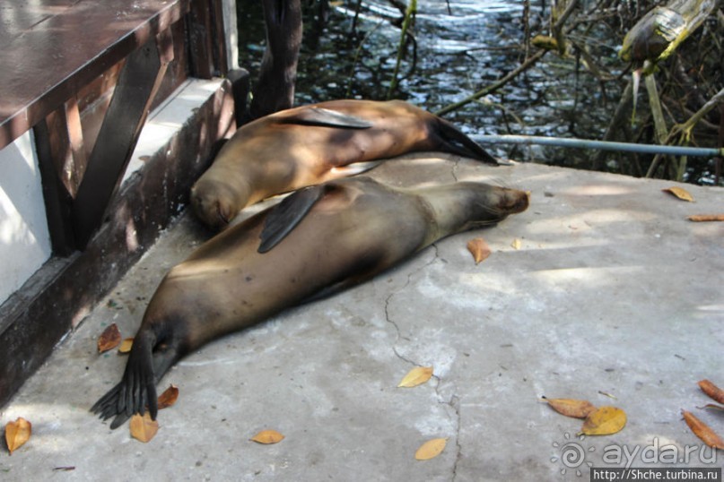Галапагосы. Увертюра. Жизнь одного причала