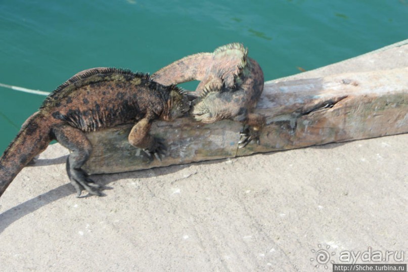 Галапагосы. Увертюра. Жизнь одного причала