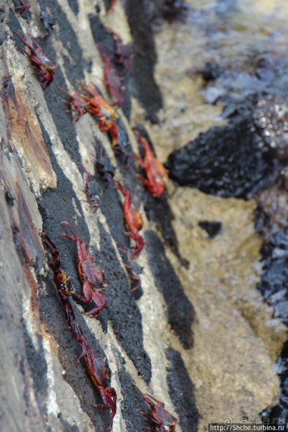 Галапагосы. Увертюра. Жизнь одного причала